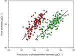 Virioplankton dynamics are related to eutrophication levels in a tropical urbanized bay